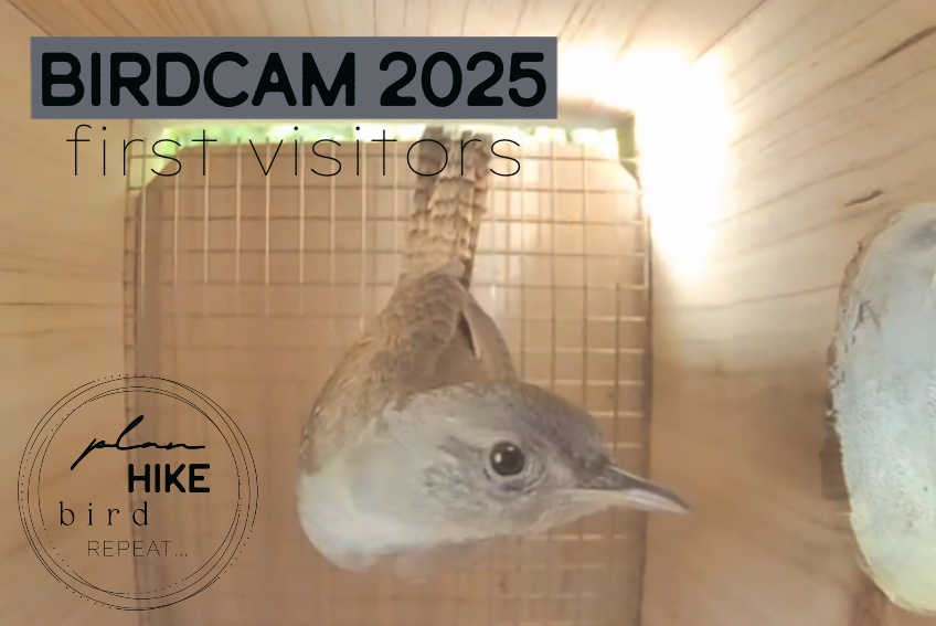 BIRDCAM 2025: The First&nbsp;Visitors