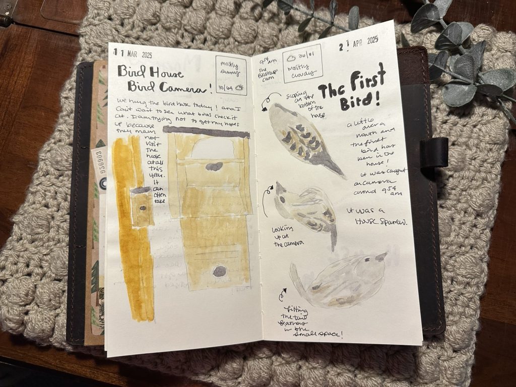 nature journaling a house sparrow and bird house