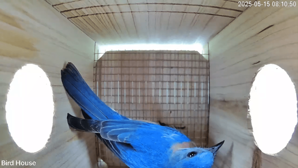 eastern bluebird in birdhouse