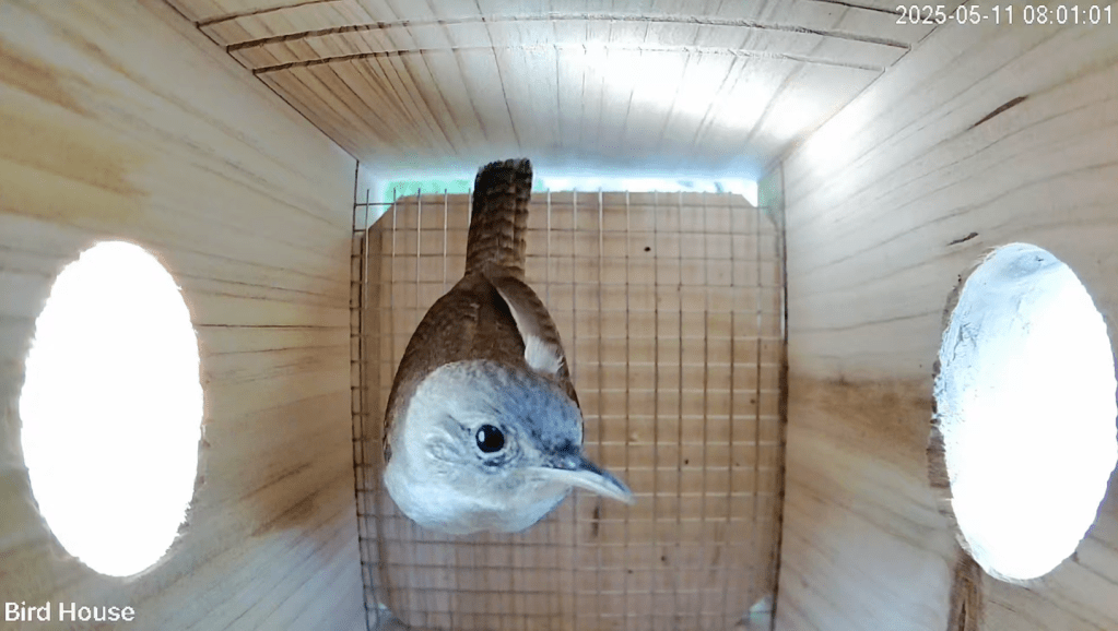 house wren in birdhouse